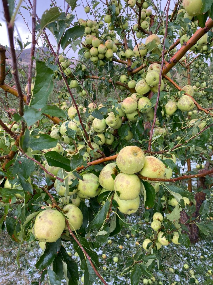 Niğde’de dolu yağışı elma bahçelerine zarar verdi
