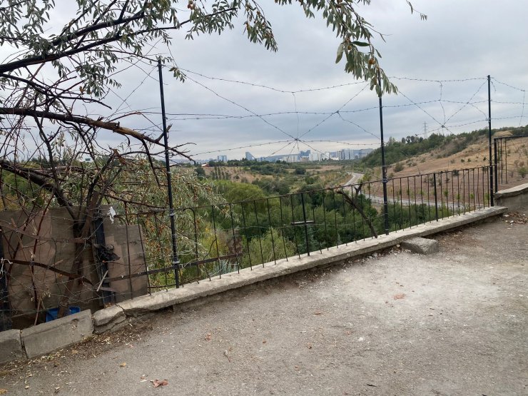 Ankara'da sokak köpeği 'Cesur' ölü bulundu