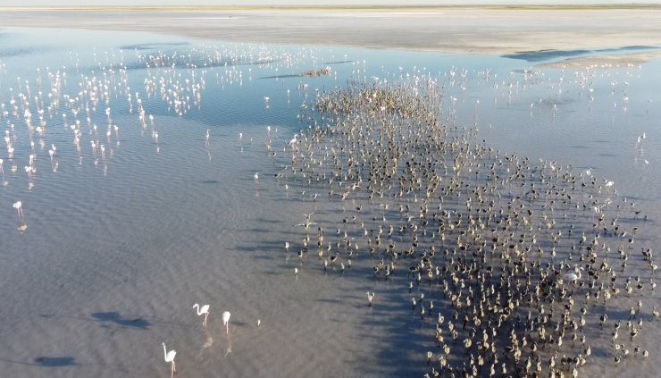 "Flamingo cenneti" Tuz Gölü'nde para için flamingolara kıydılar