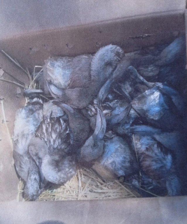 "Flamingo cenneti" Tuz Gölü'nde para için flamingolara kıydılar