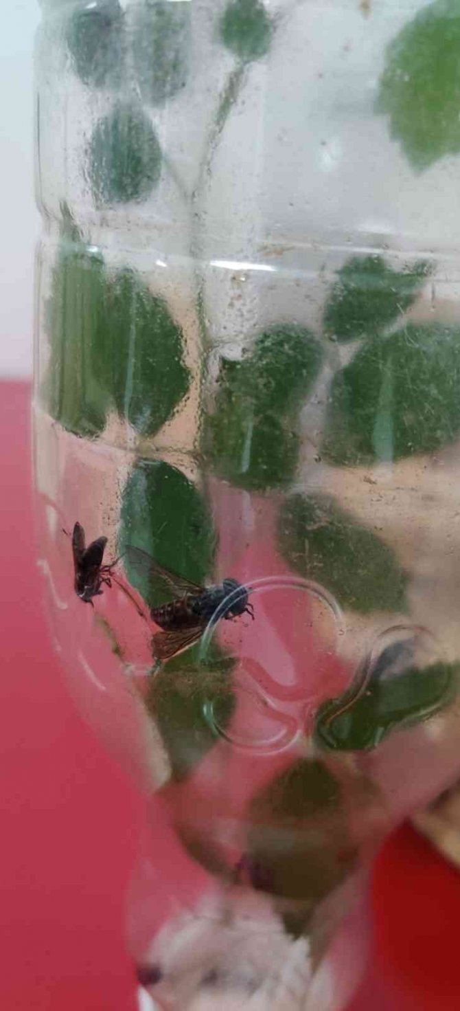 Böcek toplayan kişiye 109 bin lira para cezası