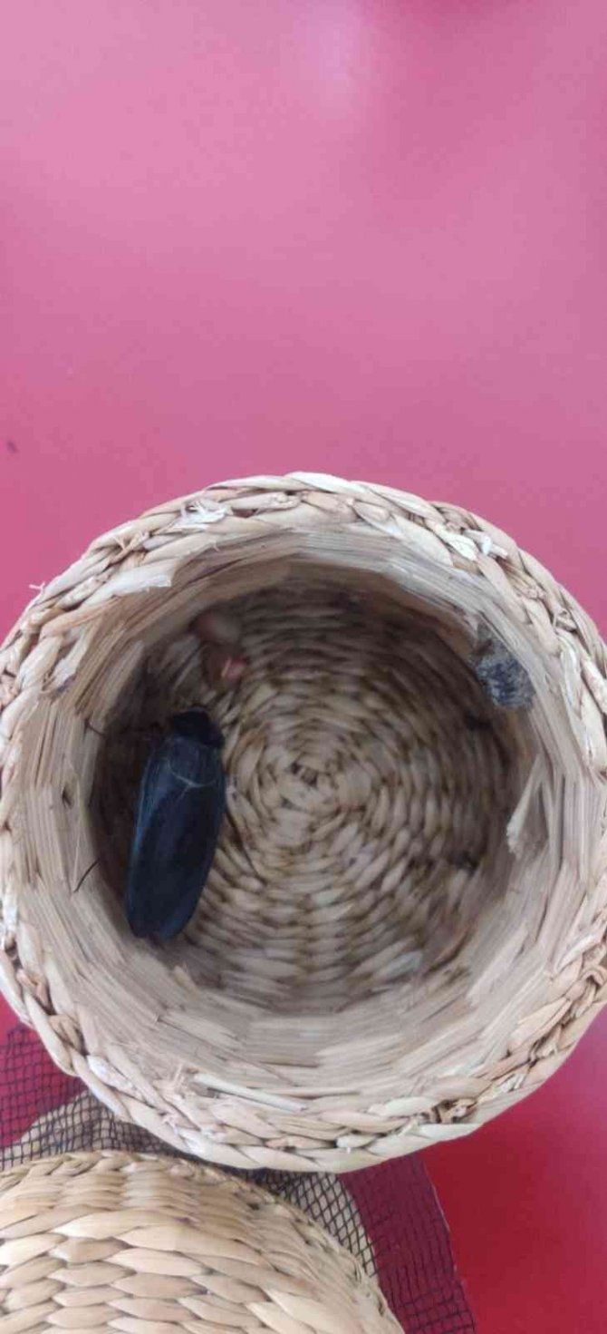 Böcek toplayan kişiye 109 bin lira para cezası