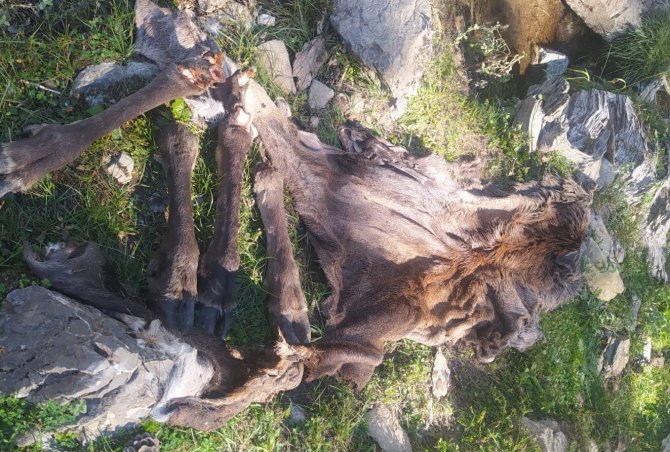 Avlanması yasak olan kızılgeyiği vurdular