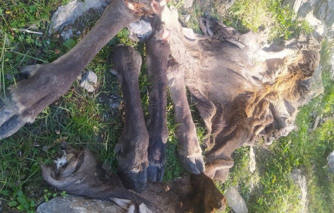 Avlanması yasak olan kızılgeyiği vurdular