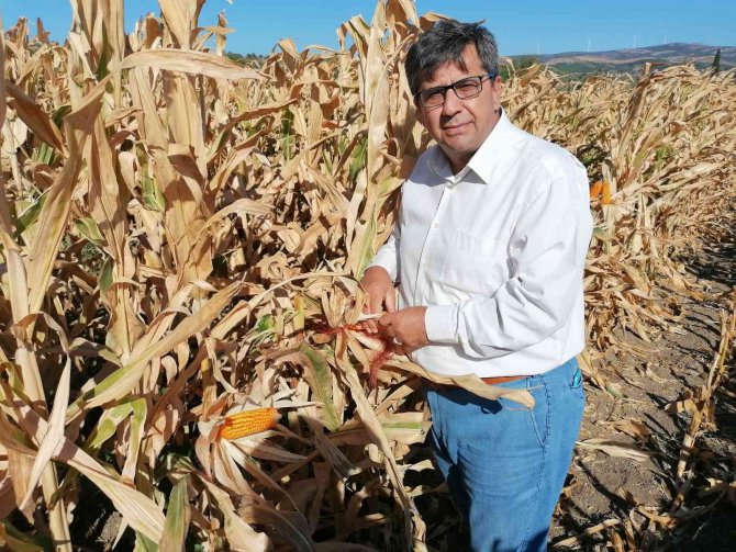 İlk kez ekildi, dekar başına 10 bin 500 TL gelir bekleniyor