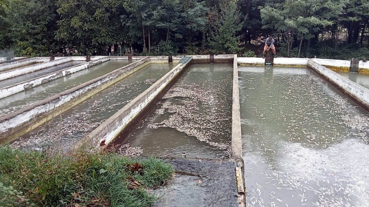 Selin vurduğu tesiste binlerce alabalık öldü