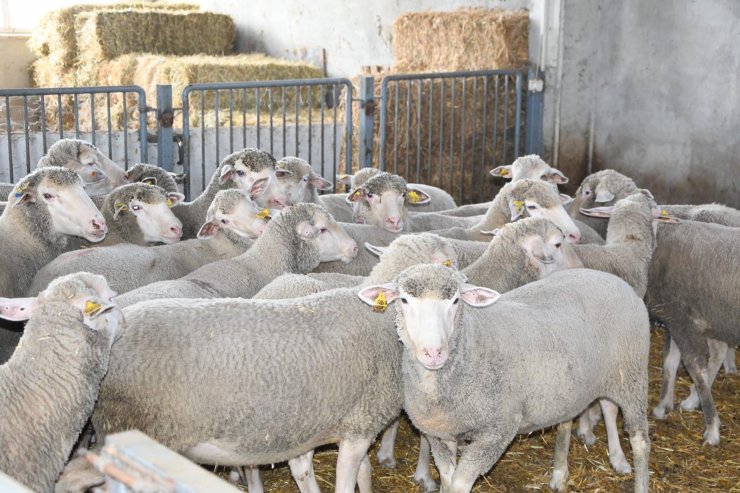Kaliteli elbise kumaşı için 'özel koyun sürüsü' oluşturuldu