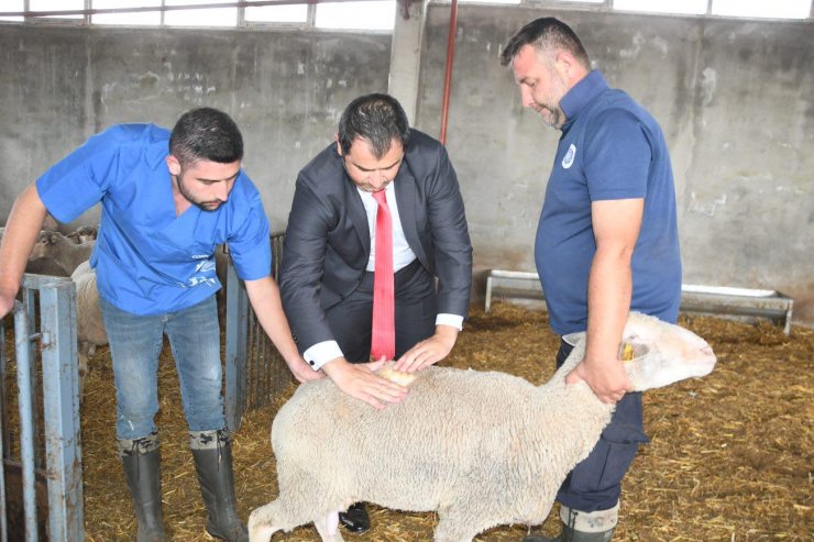Kaliteli elbise kumaşı için 'özel koyun sürüsü' oluşturuldu