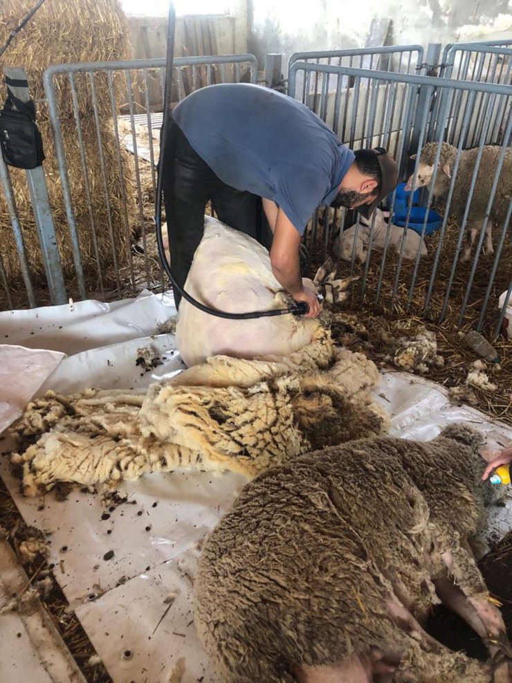 Kaliteli elbise kumaşı için 'özel koyun sürüsü' oluşturuldu