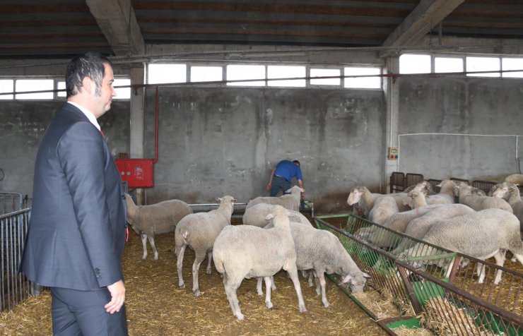 Kaliteli elbise kumaşı için 'özel koyun sürüsü' oluşturuldu