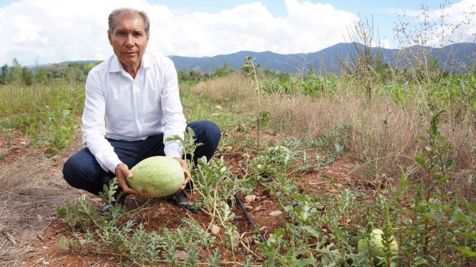 Özel karpuz 20 yıl sonra tekrar üretildi