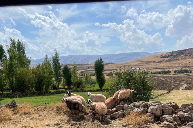 Sürüden ayrılan koyunlar vatandaş ve jandarma iş birliği ile bulundu