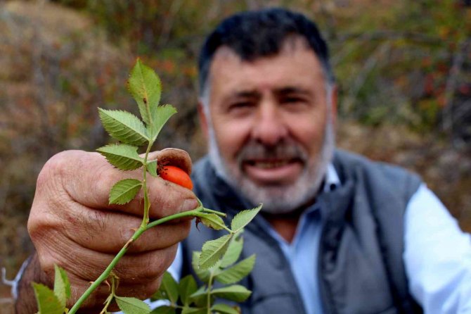 Kış aylarının vazgeçilmezi, bağışıklık sistemini güçlendirip cildi yeniliyor