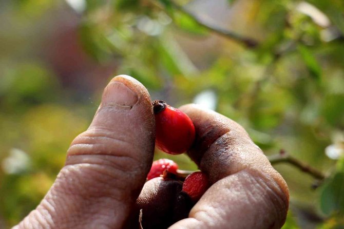 Kış aylarının vazgeçilmezi, bağışıklık sistemini güçlendirip cildi yeniliyor