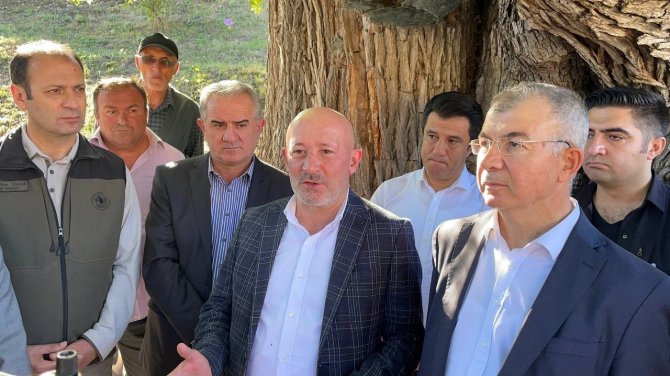 Artvin’de bulunan dünyanın en yaşlı armut ağacında meyve hasadı yapıldı