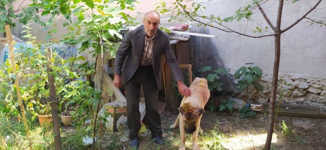 Komşusunun köpeğini sopa ve satırla feci şekilde darp etti