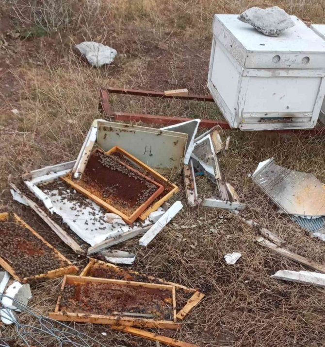 Konya'da ayılar fırsat kolladı! Nöbeti bir gün bırakan arıcının kovanlarını parçaladılar