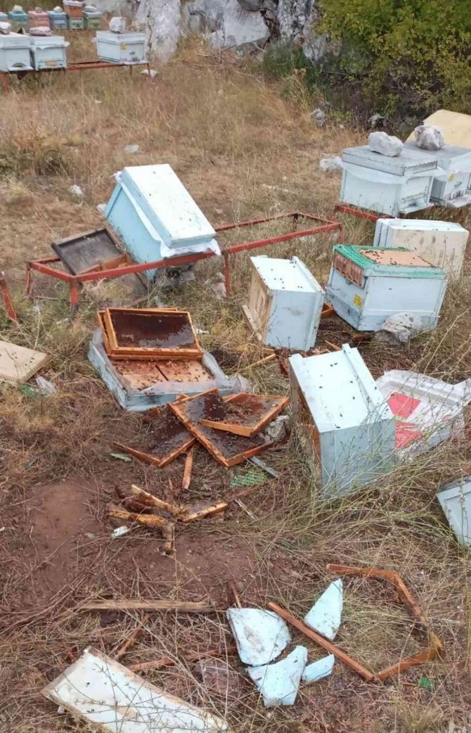 Konya'da ayılar fırsat kolladı! Nöbeti bir gün bırakan arıcının kovanlarını parçaladılar