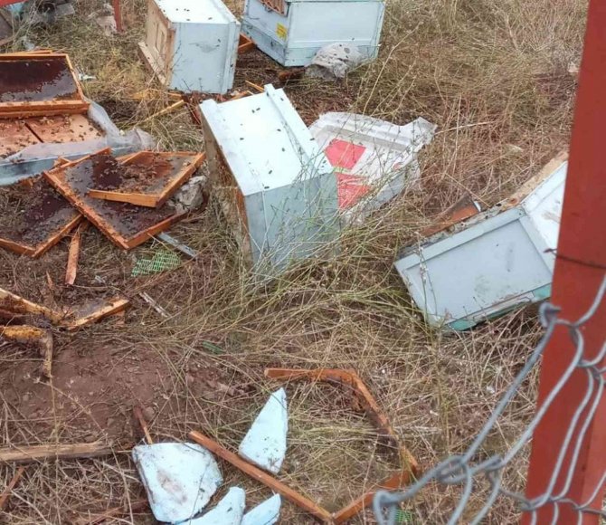 Konya'da ayılar fırsat kolladı! Nöbeti bir gün bırakan arıcının kovanlarını parçaladılar