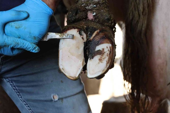 Tırnak bakımı yapılmayan büyükbaşların süt verimi düşüyor