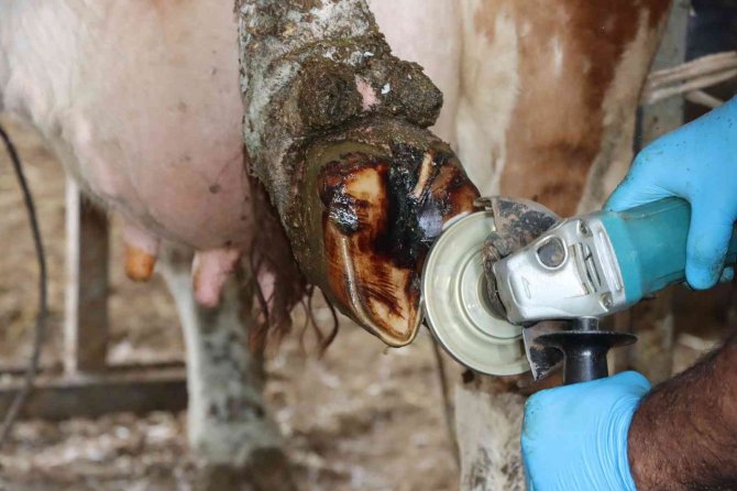 Tırnak bakımı yapılmayan büyükbaşların süt verimi düşüyor