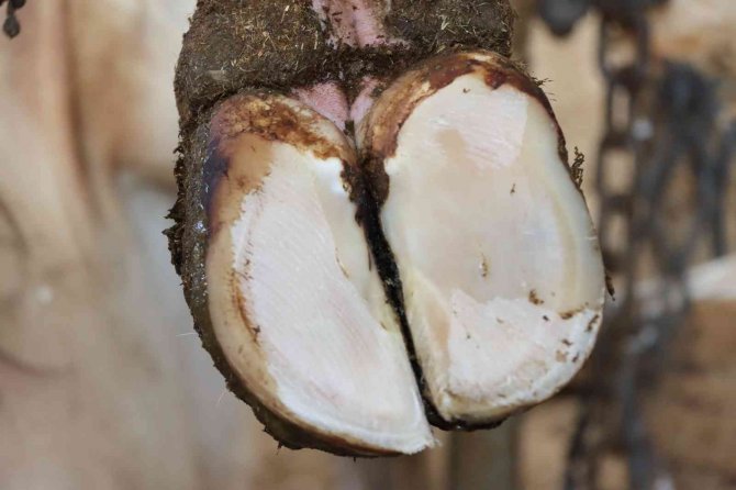 Tırnak bakımı yapılmayan büyükbaşların süt verimi düşüyor