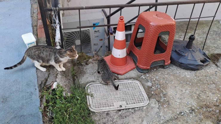 Yavru kedi için seferber oldular
