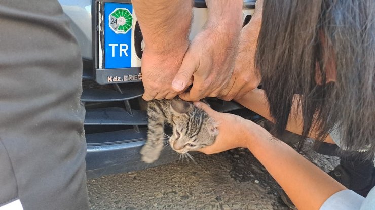 Yavru kedi için seferber oldular