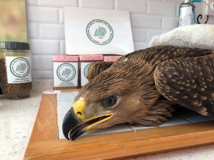 7 bin 784 yaban hayvanı, tedavi edilerek doğaya bırakıldı