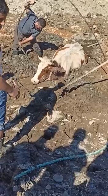 Bataklığa saplanan inek kurtarıldı