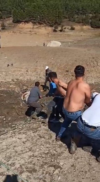 Bataklığa saplanan inek kurtarıldı