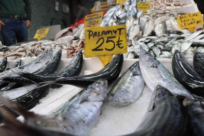 Karadeniz’de balık patlaması