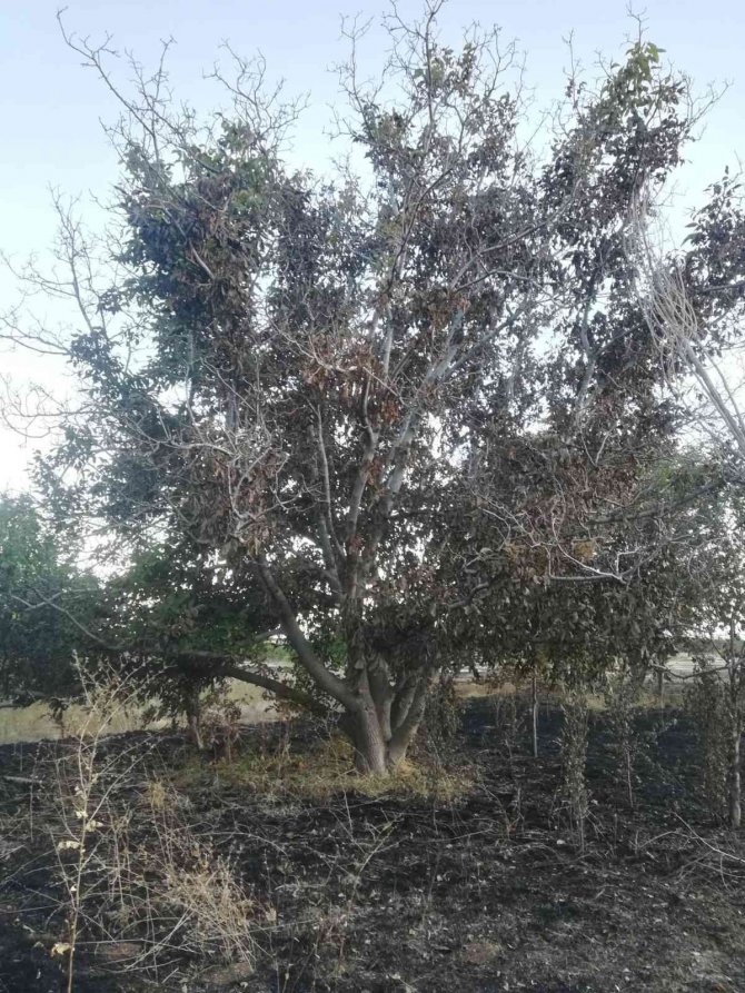 Konya'da çiftçinin isyanı: "Müslümanım" diye hem yağmur duasına çıkıp da nasıl anızları yakarsınız?