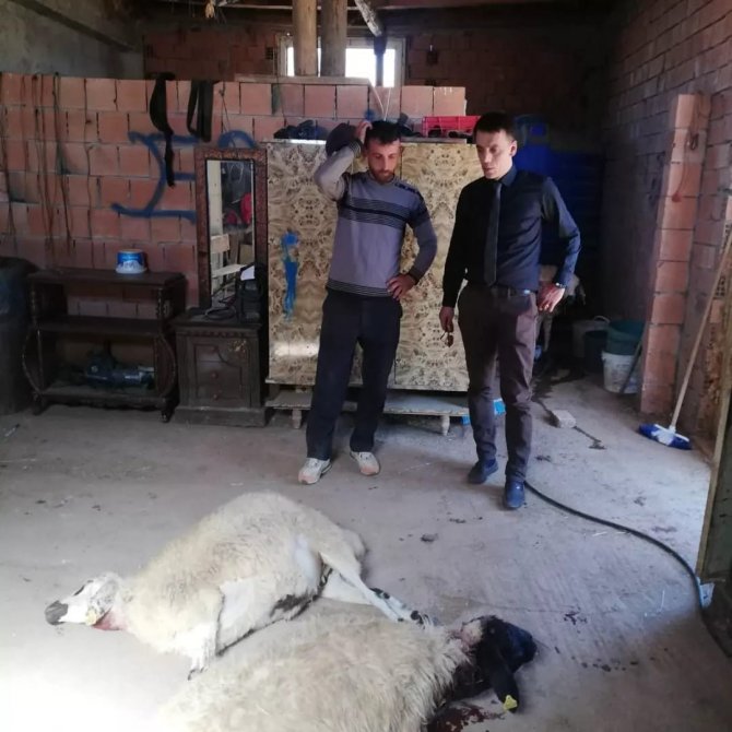 Sürüye dalan iki kurt koyunları telef etti