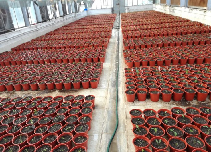 Türkiye için kritik öneme sahip yerli şeker pancarı tohumunda hedef ihracat