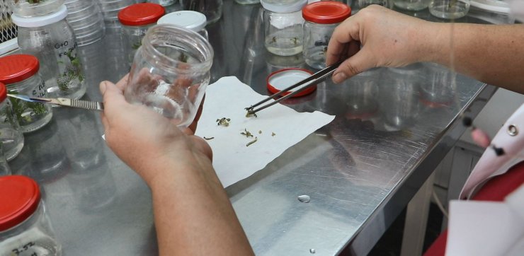 Türkiye için kritik öneme sahip yerli şeker pancarı tohumunda hedef ihracat