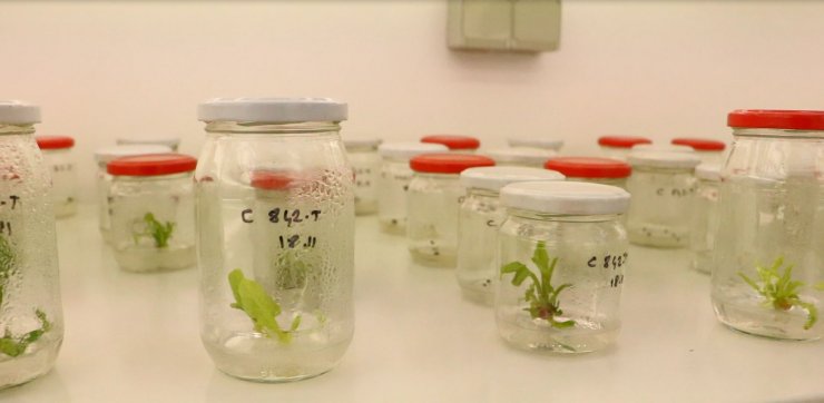 Türkiye için kritik öneme sahip yerli şeker pancarı tohumunda hedef ihracat