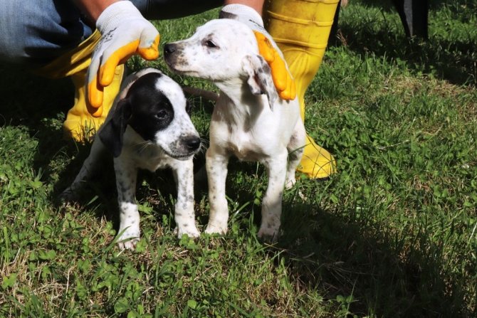 Can dostların yaşamlarına konukevi dokunuşu