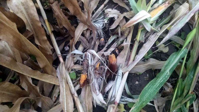 Çiftçiye domuzların ardından bir şok da sigorta firmasından