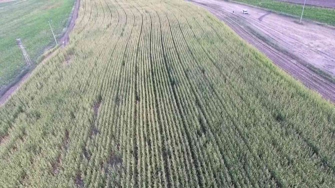 Çiftçiye domuzların ardından bir şok da sigorta firmasından