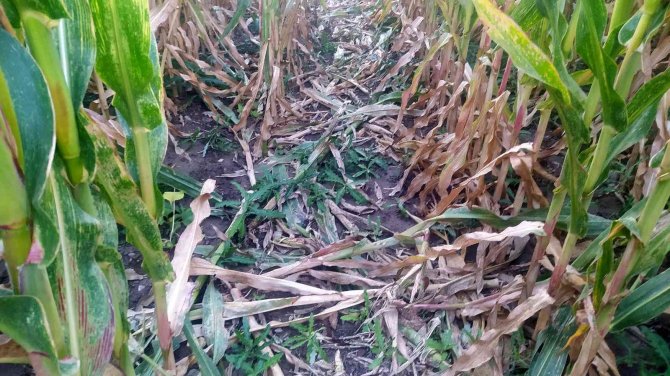 Çiftçiye domuzların ardından bir şok da sigorta firmasından