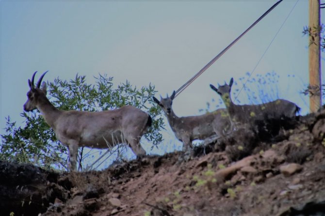 Dağ keçileri kameralara böyle poz verdi