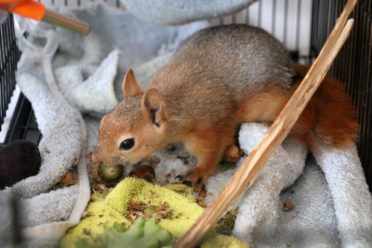 En büyük yangından yaralı kurtulan sincap, doğaya döneceği günü bekliyor