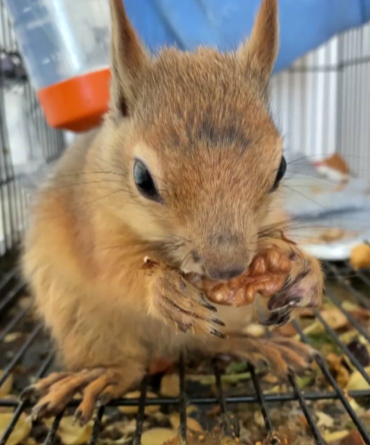 En büyük yangından yaralı kurtulan sincap, doğaya döneceği günü bekliyor