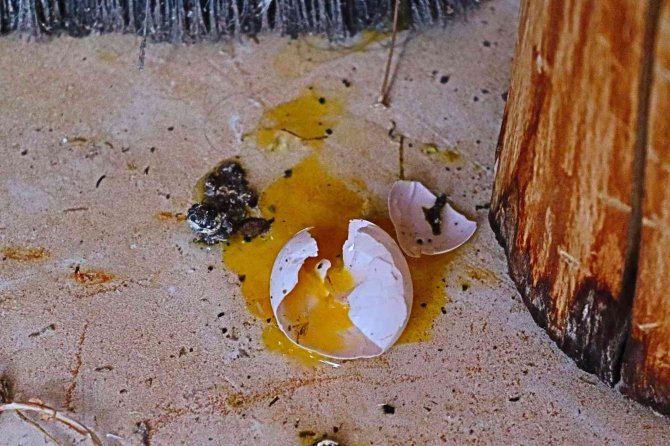 Kumru ve güvercin arasındaki mücadele kötü bitti