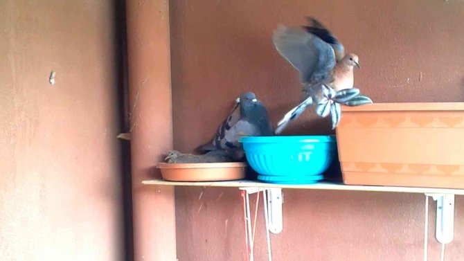 Kumru ve güvercin arasındaki mücadele kötü bitti