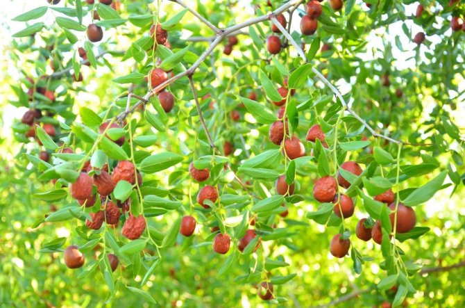 ‘Ölümsüzlük meyvesi’ hünnap yüz güldürüyor