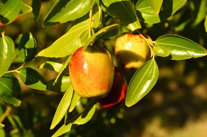 ‘Ölümsüzlük meyvesi’ hünnap yüz güldürüyor