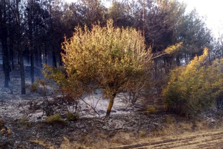 Oman yangını söndürüldü