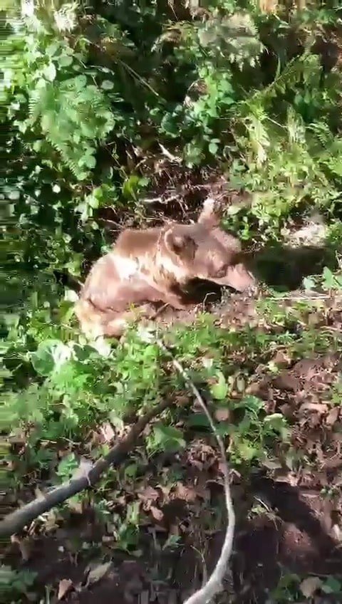 Vatandaşların bulduğu yaralı ayı tedavi altına alındı